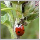 Adalia bipunctata - Zweipunkt 03.jpg